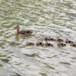 Meet your Posher, Beatriz